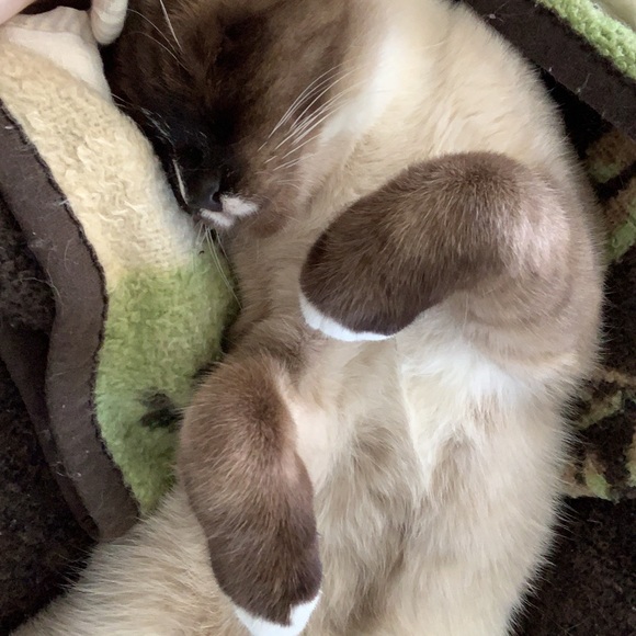 Meet your Posher, Maggie - Picture 10 of 13